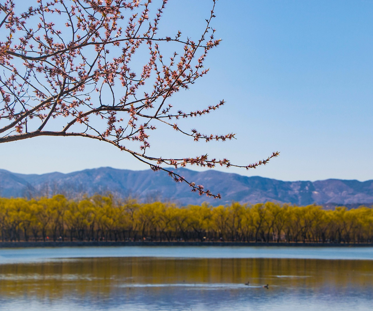 Kunming: The Eternal Spring City Where Cultures Bloom